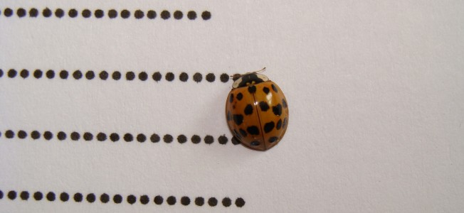 Coccinelle Bien Travaillante