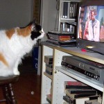 Fort attentive à Cornemuse elle-même, sur Télé-Québec