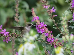 colibri butinant