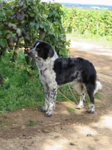 Le chien du vigneron