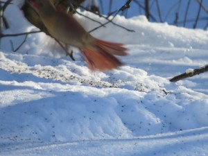 cardinal rouge femelle