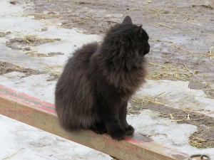 chat noir