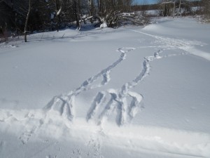 trace du porc epic un