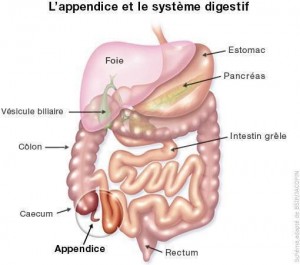 appendice et systeme digestif