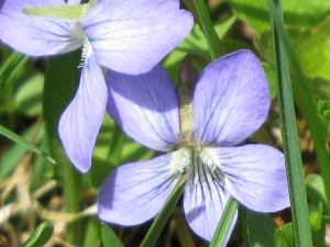 violette culcullee un