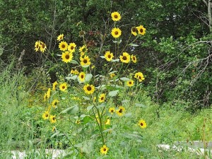 plant de tournesol a nombreuses fleurs