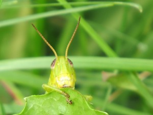 regard de sauterelle un