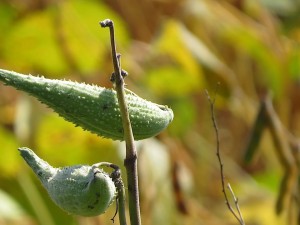 Les verts oiseaux