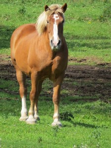 cheval de labonte deux