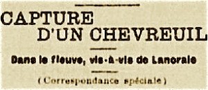 capture chevreuil