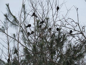 Oiseaux noirs