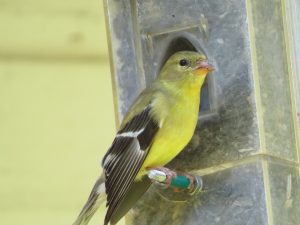 Chardonneret jaune femelle un