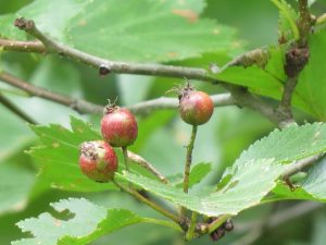 Fruits de laubepine