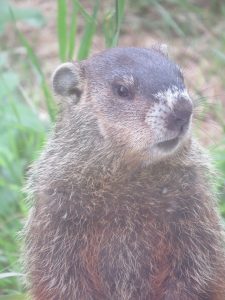 Marmotte un