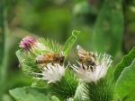 abeilles-bardane deux