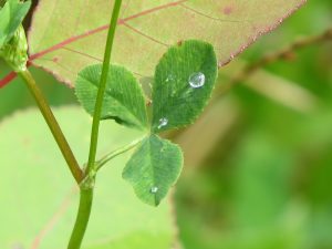 Les perles
