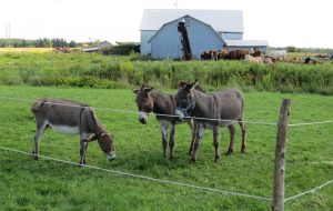 les trois betes aux beaux yeux