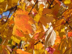 automne-un