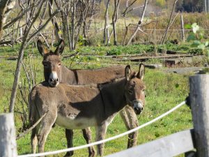 les-anes-aramis-et-tom