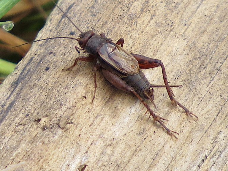 Un grillon chante pendant une bonne heure dans la réserve de bois sous