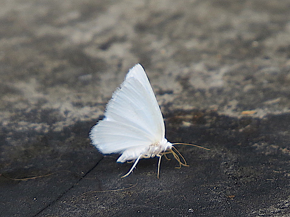 Un minuscule papillon blanc passe le bout de sa trompe sur la galerie  arrière, là où sont tombées des gouttes d&#39;eau sucrée d&#39;un abreuvoir à  colibri | Les Quatre Saisons