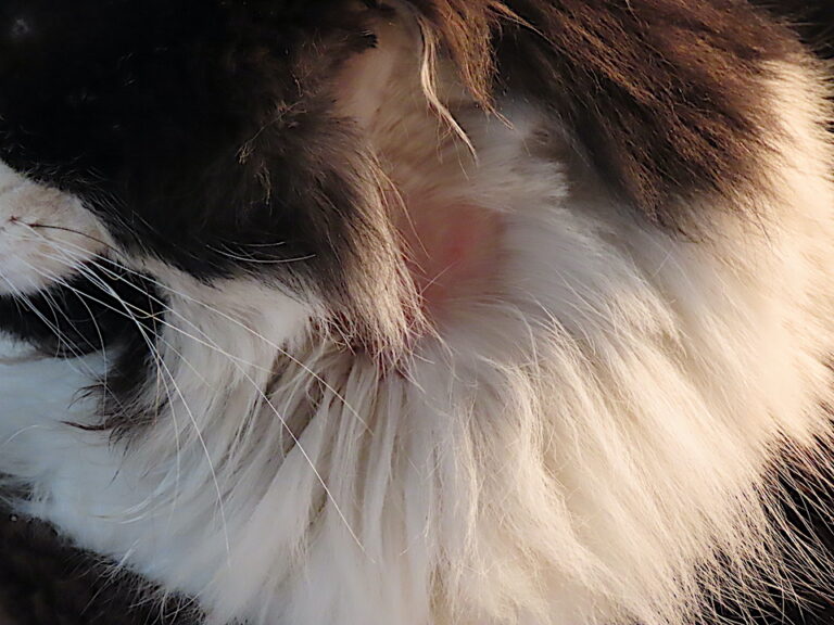 Le début de la plaie du chat disparu Les Quatre Saisons